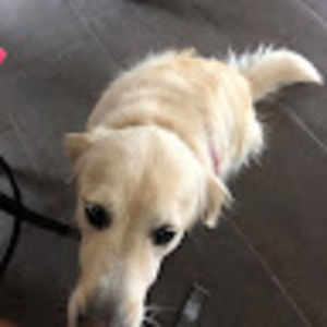 Meet your Posher, Sophie